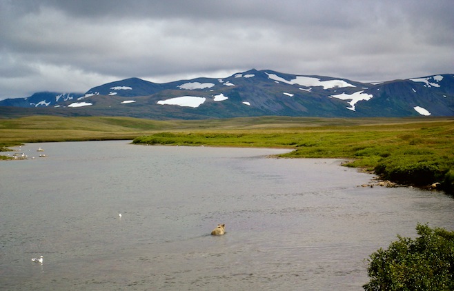 AK Bear Tour2